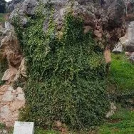 Delphi